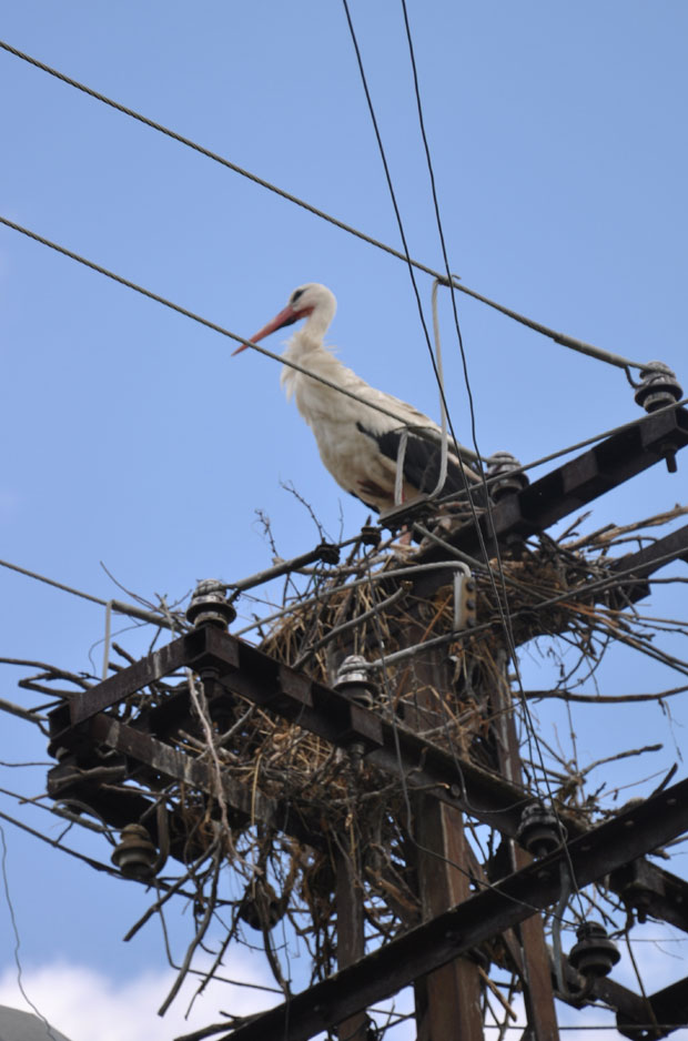 Првоје први стигао у Тараш
